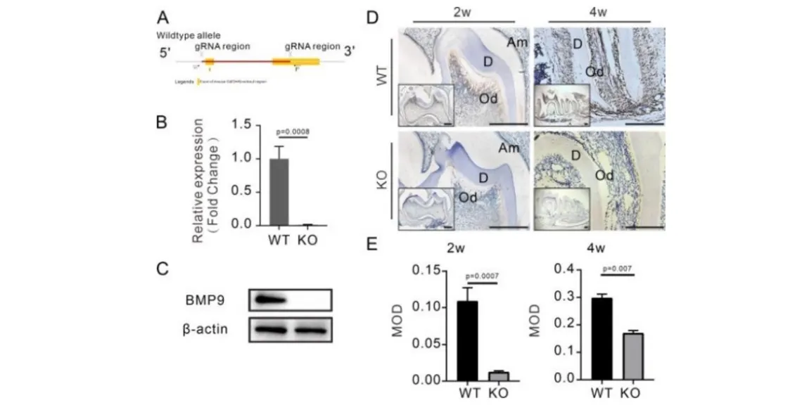 BMP9-regulador-clave-desarrollo-radicular-dental