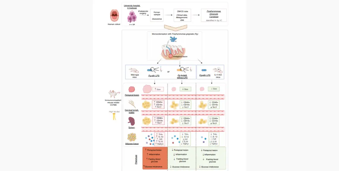 Interleucina 17 (IL-17) en la exacerbación de las lesiones periapicales