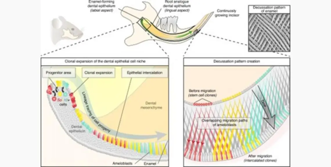 Investigación formación del esmalte