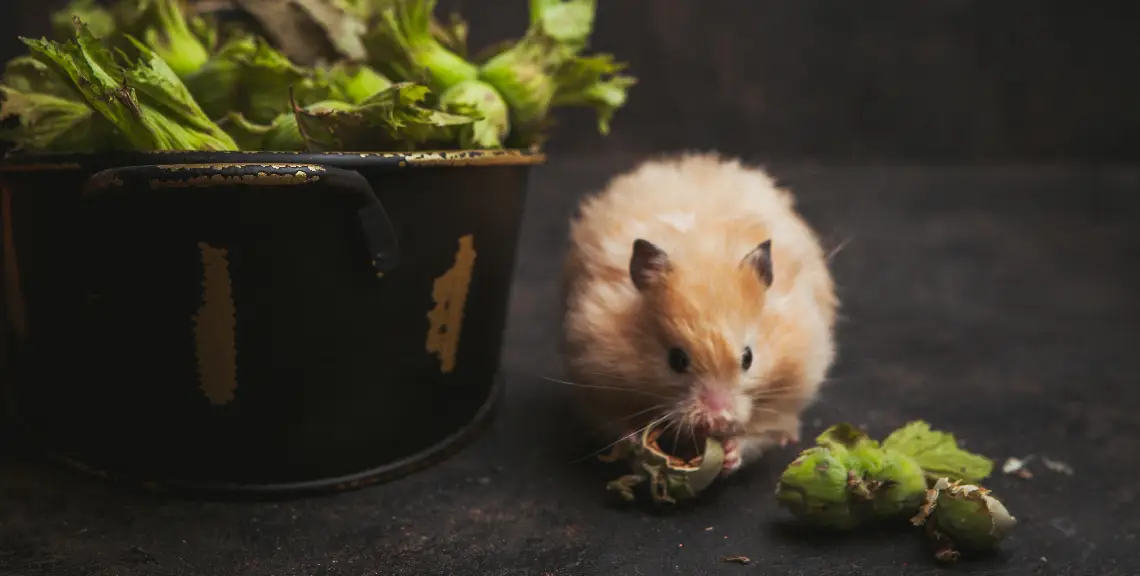 ratoness hábito de roer